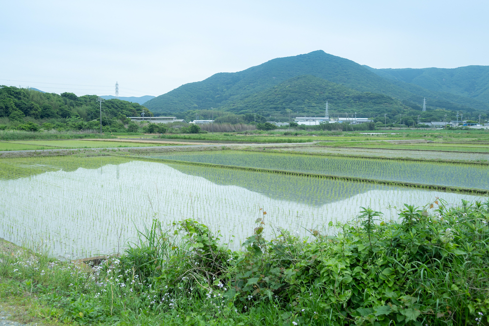 田植えが始まっています。