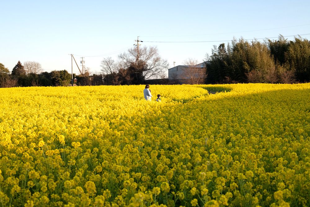 渥美半島はただいま菜の花が見頃！