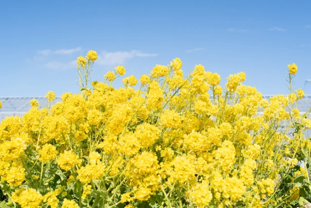 こちらはYottecoの近くの畑で咲く菜の花。

春はすぐそこ！

今年は例年に比べて雨が少なく、渥美半島の菜の花は水不足が主な原因で生育が遅れていましたが、見頃を迎えはじめているようです。

春を感じる菜の花ドライブの行き道&帰り道には、Yottecoで一休み。

渥美半島の良いもの、美味しいものをたくさん揃えてお待ちしています☆

#春もYotteco
#菜の花ドライブとYotteco