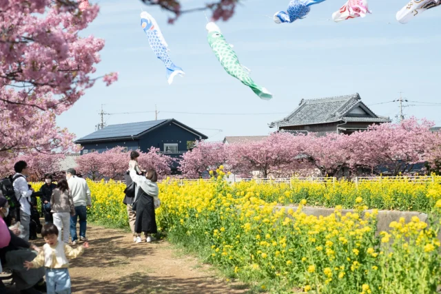 写真は2日前、Yottecoの近くを流れる免々田（めめだ）川沿いに咲く河津桜と菜の花の風景。

渥美半島は花咲りです。

さて、先日、Yotteco店内のレイアウトを少し変更させていただきました。

お馴染みのナガイタマゴさんは店内奥の左角に移動しております。
@nagaitamago 

また、フレッシュハーブなどを届けてくださるHanoi24さんは店内正面奥に移動しております。
@hanoi__24 

三寒四温を経て、温かくなってきました。

Yottecoは24時間営業です。

ドライブやお出かけのお供に、おやつや訪問先への手土産に、早朝でも深夜でも、Yottecoは渥美半島の良いものをたくさん揃えてお待ちしています☆

#春もYotteco